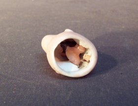 porzellankopf-kaemmer-reinhardt-simon-halbig-schlafaugen-3-5-cm.7