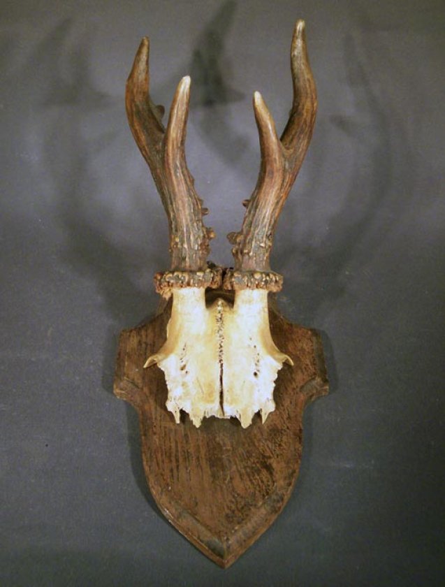 rehgeweih-jagdtrophaee-auf-brett-no2