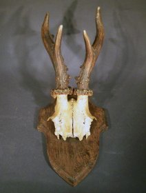 rehgeweih-jagdtrophaee-auf-brett-no2