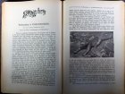 suesserotts-illustrierter-kolonial-kalender-1910.5