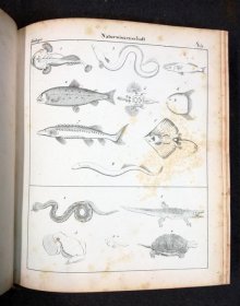 systematische-bildergalerie-zur-allg-dt-real-encyclopaedie-um-1830-m-vielen-lithos.11